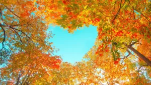 Ilustrační obrázek